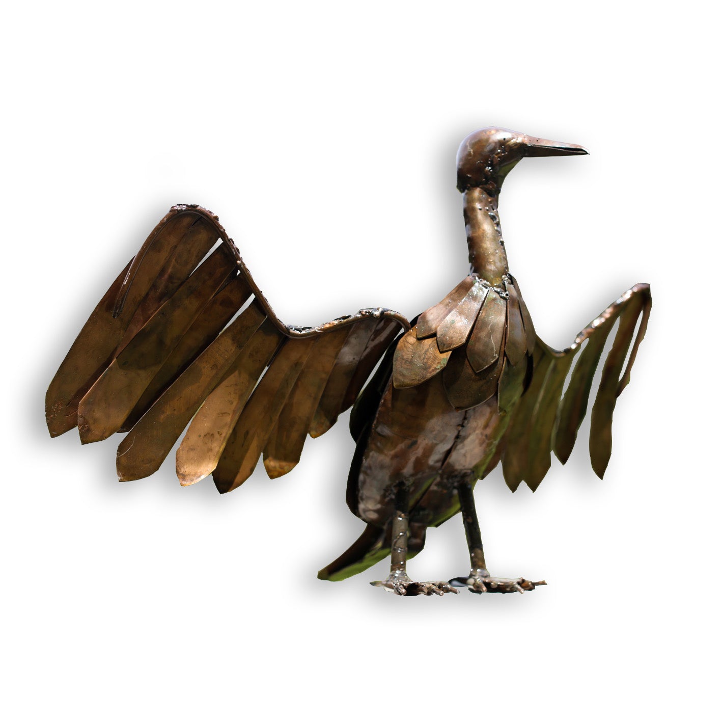 Common Cormorant or Shag