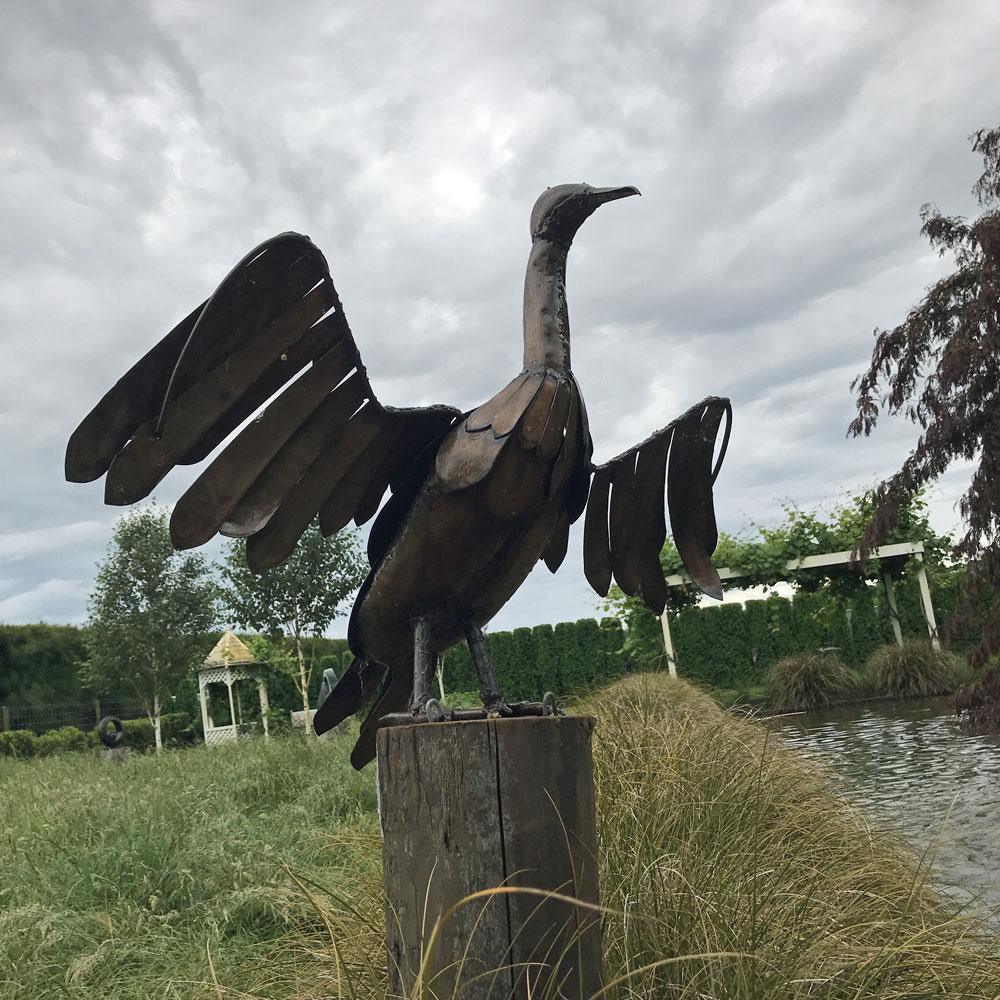 Common Cormorant or Shag