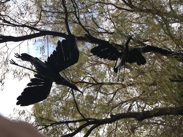 Egret - Flying