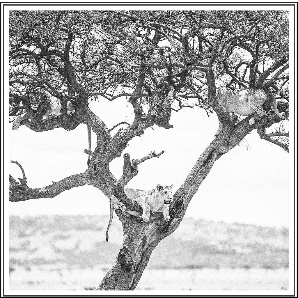 Lion and Leopard in Tree