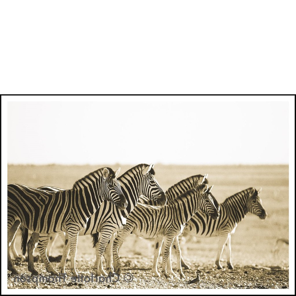 Zebras On The Veil